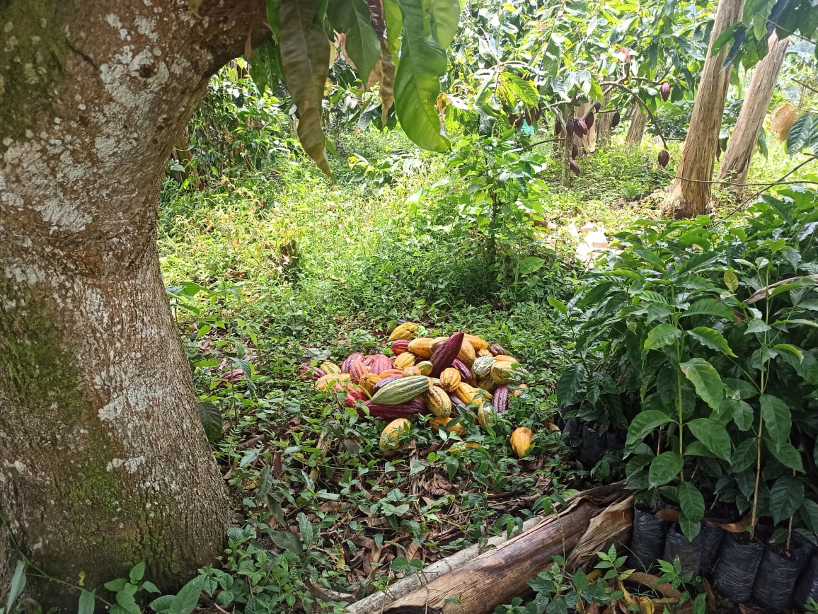 Mazorcas de cacao en el suelo listas para ser recogidas.